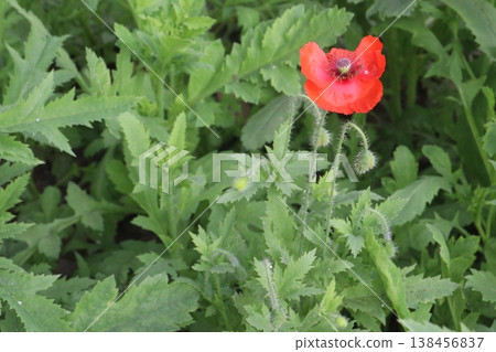 Papaver rhoeas or Common poppy flowers on farm for harvest Papaver rhoeas or Common poppy flowers on farm for harvest 138456837
