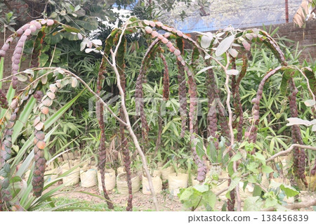Phyllodium pulchellum or Phyllodium longipes flower plant 138456839