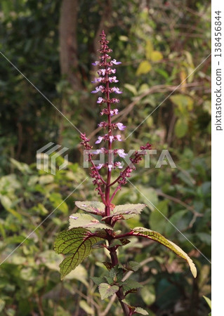 Plectranthus monostachyus flower plant on farm for harvest Plectranthus monostachyus flower plant on farm for harvest 138456844