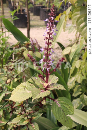 Plectranthus monostachyus flower plant on farm for harvest Plectranthus monostachyus flower plant on farm for harvest 138456845