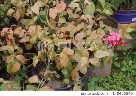 Plumbago indica, the India leadwort, scarlett leadwort or whorled plantain flowering plant Plumbago indica, the India leadwort, scarlett leadwort or whorled plantain flowering plant 138456849