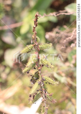 Plumbago zeylanica, Ceylon leadwort, doctorbush, wild leadwort flower plant 138456854
