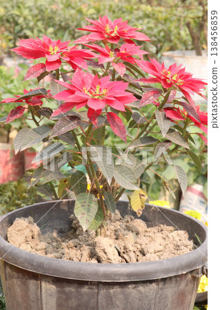 Poinsettia flower plant on nursery Poinsettia flower plant on nursery 138456859