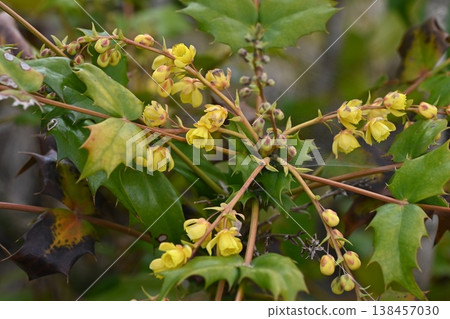 Heiringuanten花 Heiringuanten花 138457030