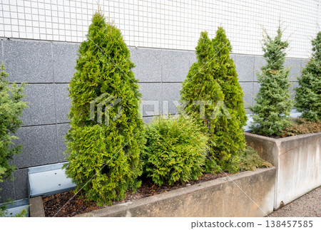 Green conifer shrubs in urban concrete planter modern landscaping with evergreen trees against architectural wall Green conifer shrubs in urban concrete planter modern landscaping with evergreen trees against architectural wall 138457585