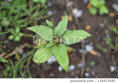 leaf leaf 138457640