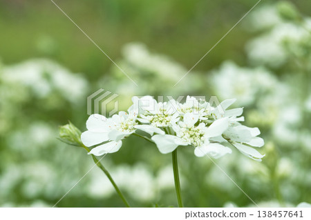 Orrea flower 138457641