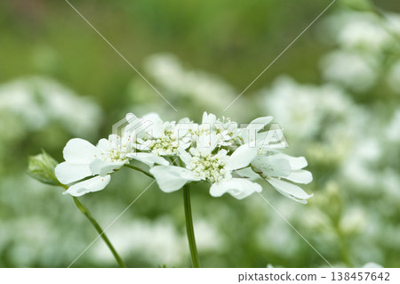 Orrea flower 138457642