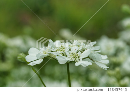 Orrea flower Orrea flower 138457643