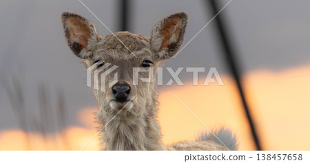 在北海道別海町野付半島的黃昏時分，我遇到了一隻可愛的蝦夷小鹿。 138457658