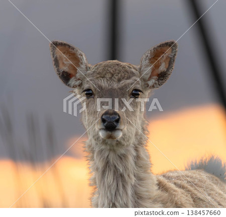 A cute Ezo deer fawn I encountered at dusk on the Notsuke Peninsula in Betsukai Town, Hokkaido. 138457660