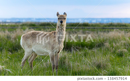 A young Ezo deer I encountered on the Notsuke Peninsula in Betsukai Town, Hokkaido, at dusk. A young Ezo deer I encountered on the Notsuke Peninsula in Betsukai Town, Hokkaido, at dusk. 138457914