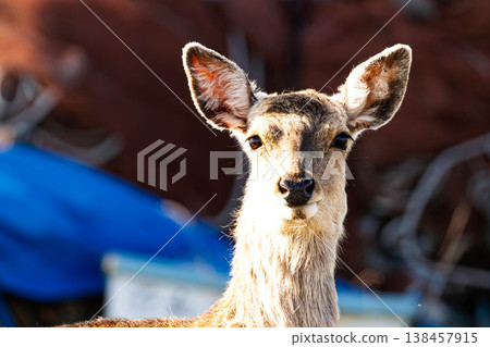 A young Ezo deer I encountered on the Notsuke Peninsula in Betsukai Town, Hokkaido, at dusk. A young Ezo deer I encountered on the Notsuke Peninsula in Betsukai Town, Hokkaido, at dusk. 138457915