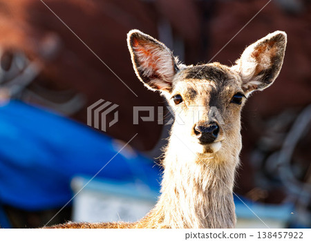 A young Ezo deer I encountered on the Notsuke Peninsula in Betsukai Town, Hokkaido, at dusk. 138457922
