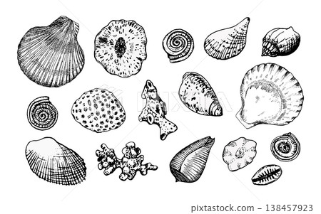 Vector illustration of assorted seashells and coral in black line art. Engraving style with precise contours. Ideal for marine design, prints, logos, packaging, educational or coastal-themed projects 138457923