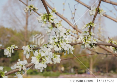 紫荊樹即將開花-2026年4月 紫荊樹即將開花-2026年4月 138457928