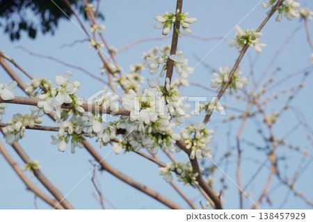 紫荊樹即將開花－2026年4月 138457929