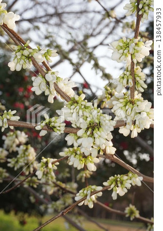 紫荊樹即將開花－2026年4月 138457933