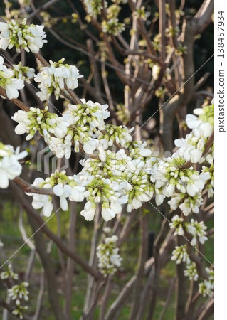 紫荊樹即將開花－2026年4月 138457934