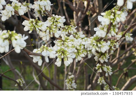 紫荊樹即將開花-2026年4月 紫荊樹即將開花-2026年4月 138457935