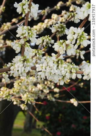 紫荊樹即將開花－2026年4月 138457937