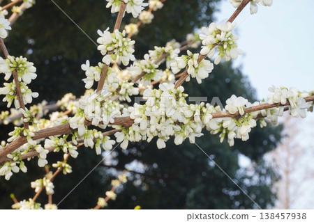 紫荊樹即將開花-2026年4月 紫荊樹即將開花-2026年4月 138457938