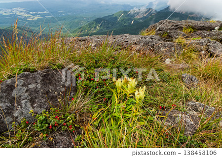 Gentiana scabrida and Gaultheria adenothrix on the summit of Mt. Iou in the Yatsugatake mountain range. Gentiana scabrida and Gaultheria adenothrix on the summit of Mt. Iou in the Yatsugatake mountain range. 138458106