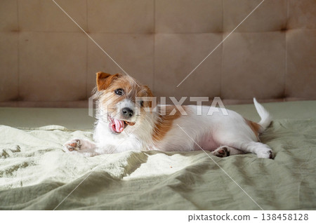 Jack Russell terrier puppy lying on bed with tongue out. Jack Russell terrier puppy lying on bed with tongue out. 138458128