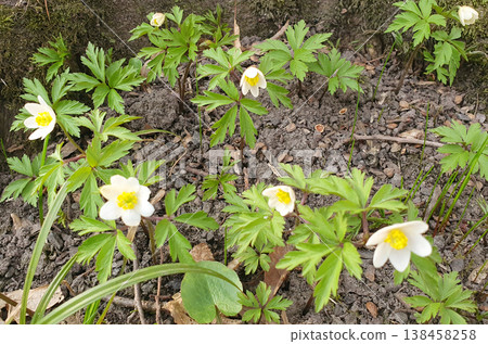 White Anemone Flowers Blooming in Forest Floor Close-Up 138458258