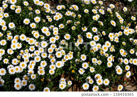 北極盛開 138458365