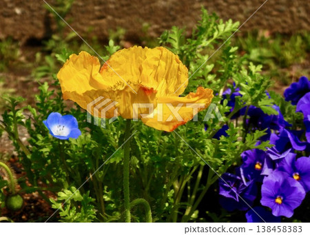 Hinagi's flower Hinagi's flower 138458383