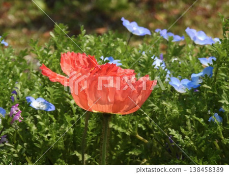 Hinagi's flower Hinagi's flower 138458389