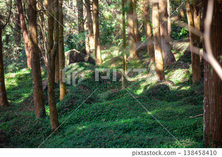Sunlight filtered through the trees and fell on the carpet-like grass. 138458410