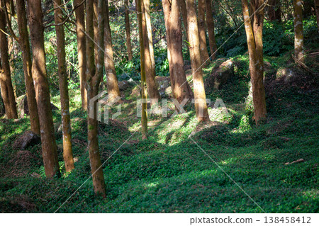 Sunlight filtered through the trees and fell on the carpet-like grass. Sunlight filtered through the trees and fell on the carpet-like grass. 138458412