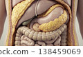 Visceral fat abdominal cavity internal organ digestive system liver stomach fat accumulation around organs medical anatomy illustration showing visceral obesity with yellow adipose tissue abdomen 138459069