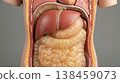Visceral fat abdominal cavity internal organ liver intestine anatomy medical illustration body torso 138459073