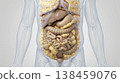 Visceral fat abdominal fat human anatomy internal organ abdomen digestion obesity medical illustration fat accumulation around organs inside abdomen anatomy digestive system medical concept 138459076