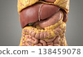 Visceral fat abdominal fat internal organ liver intestine anatomy obesity fat accumulation around organs human abdomen anatomy with liver and intestine visible medical illustration for obesity 138459078