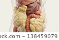 Visceral fat abdominal fat organ intestine liver anatomy medical obesity digestion health internal anatomy with fat accumulation around organs showing intestine and liver detail for obesity 138459079