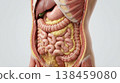 Visceral fat abdominal fat organ intestine liver digestion anatomy human body medical illustration visceral fat accumulation around organs inside abdomen with intestine liver stomach and colon 138459080
