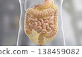 Visceral fat abdominal fat organ intestine obesity anatomy digestive system medical health fat accumulation around organs visible abdominal anatomy illustration with digestive system intestine 138459082