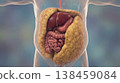 Visceral fat abdominal fat organ obesity anatomy accumulation medical health around organs internal fat accumulation highlighting abdominal anatomy and obesity risk medical concept 3d illustration 138459084