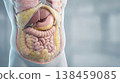 Visceral fat accumulation around organs abdomen anatomy medical illustration digestive system 138459085
