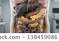 Visceral fat accumulation around organs abdominal anatomy illustration medical concept 138459086
