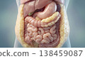 Visceral fat accumulation around organs anatomy model health 138459087