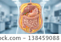 Visceral fat accumulation around organs medical illustration abdomen 138459088