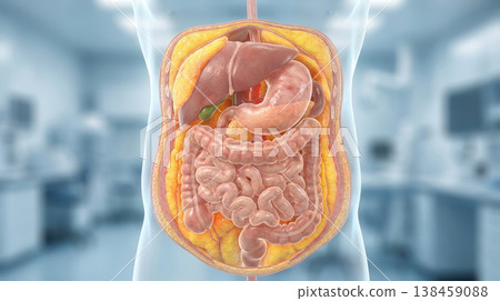 Visceral fat accumulation around organs medical illustration abdomen 138459088