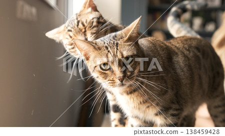 Tabby cat with another kitten standing on table at home Tabby cat with another kitten standing on table at home 138459428