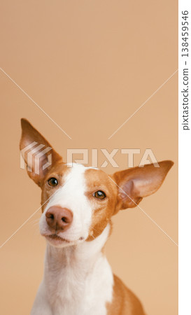 Podenco dog curiously looking at camera with pointed ears 138459546