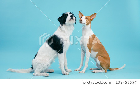 Companionship of two dogs looking up Companionship of two dogs looking up 138459554